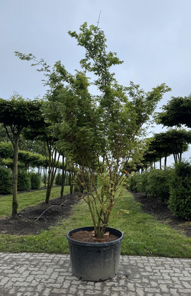 Acer palmatum 'Sangokaku'