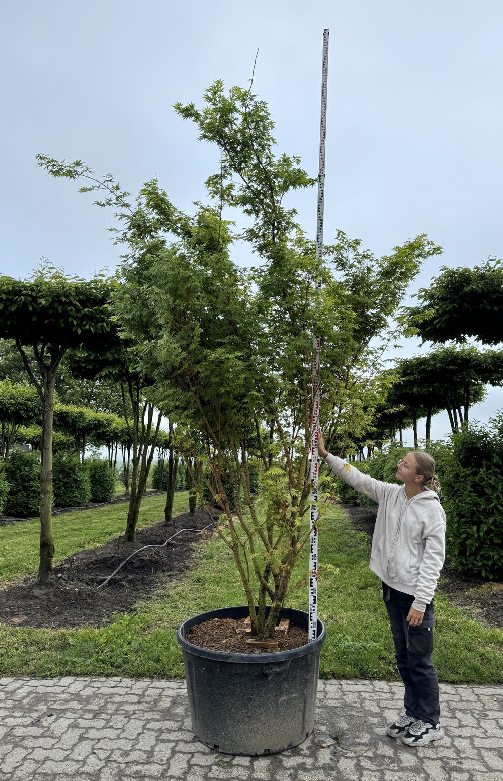 Acer palmatum 'Sangokaku'
