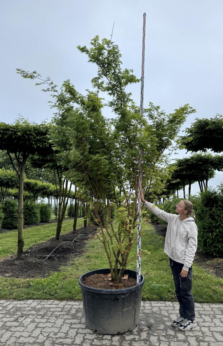 Acer palmatum 'Sangokaku'