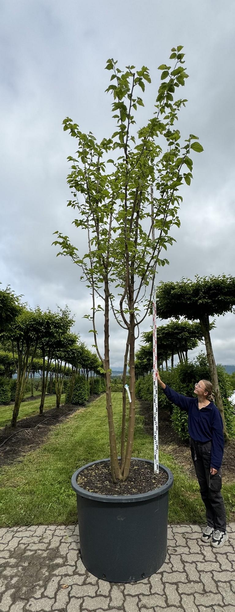 Morus alba 'Fruitless'