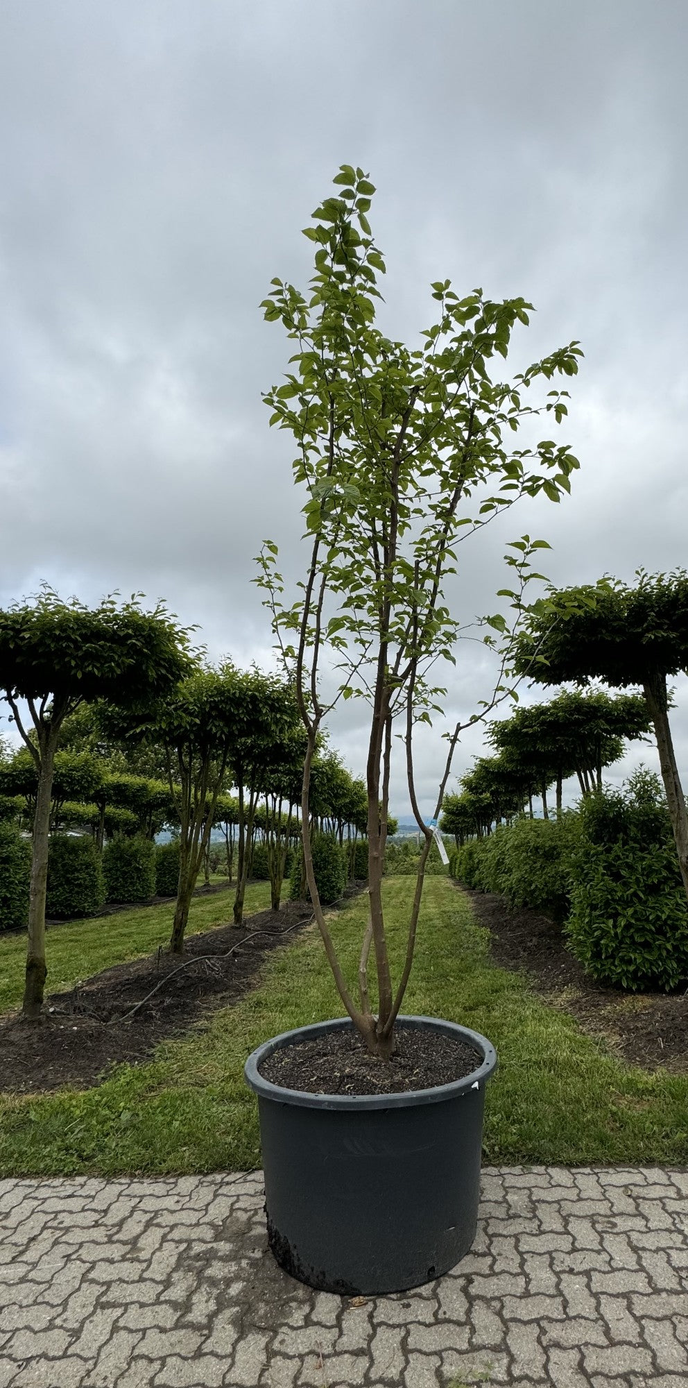Morus alba 'Fruitless'