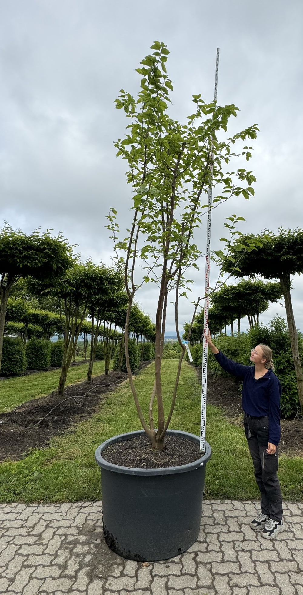 Morus alba 'Fruitless'