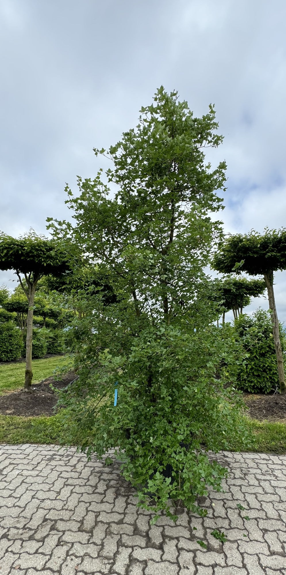 Acer monspessulanum