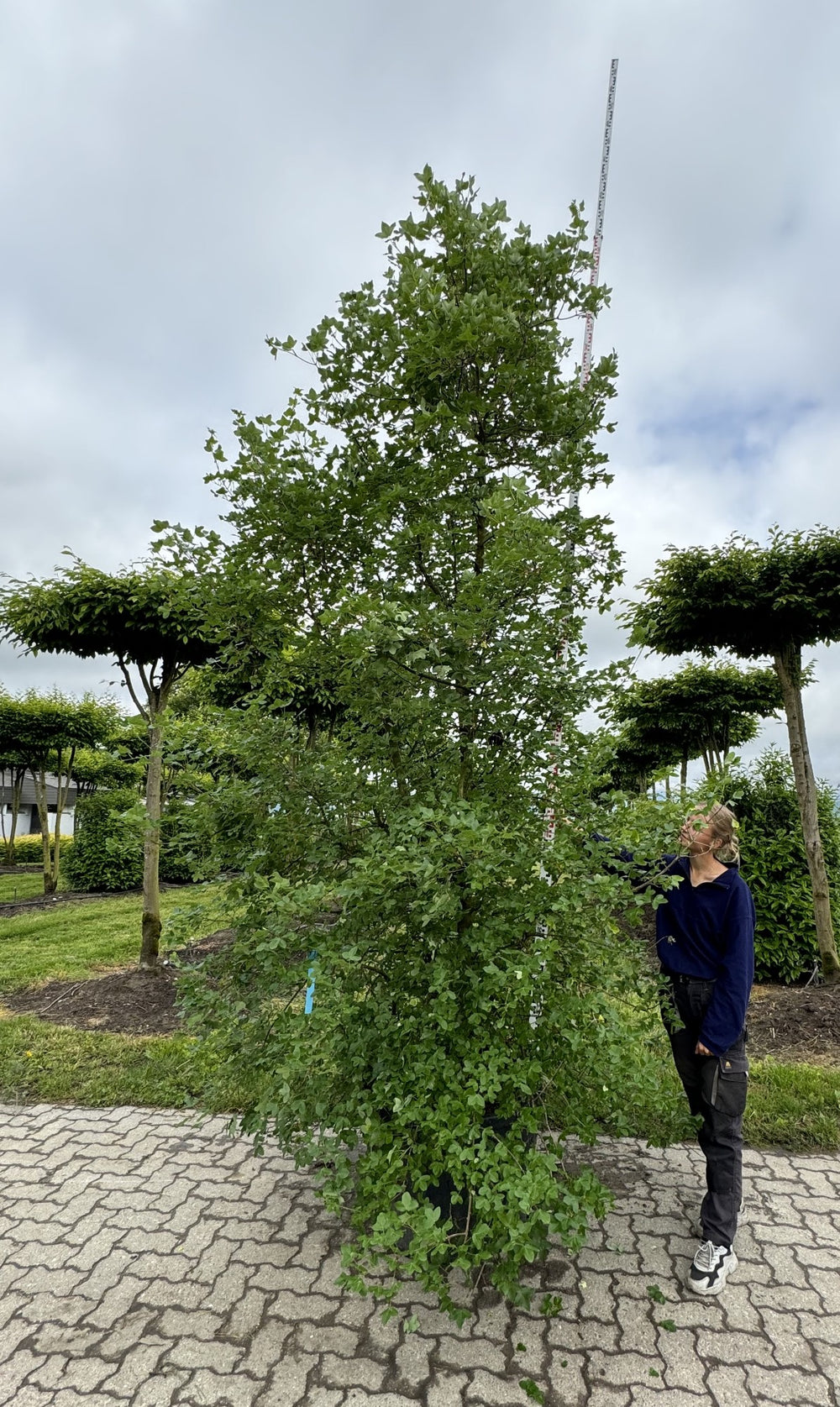 Acer monspessulanum