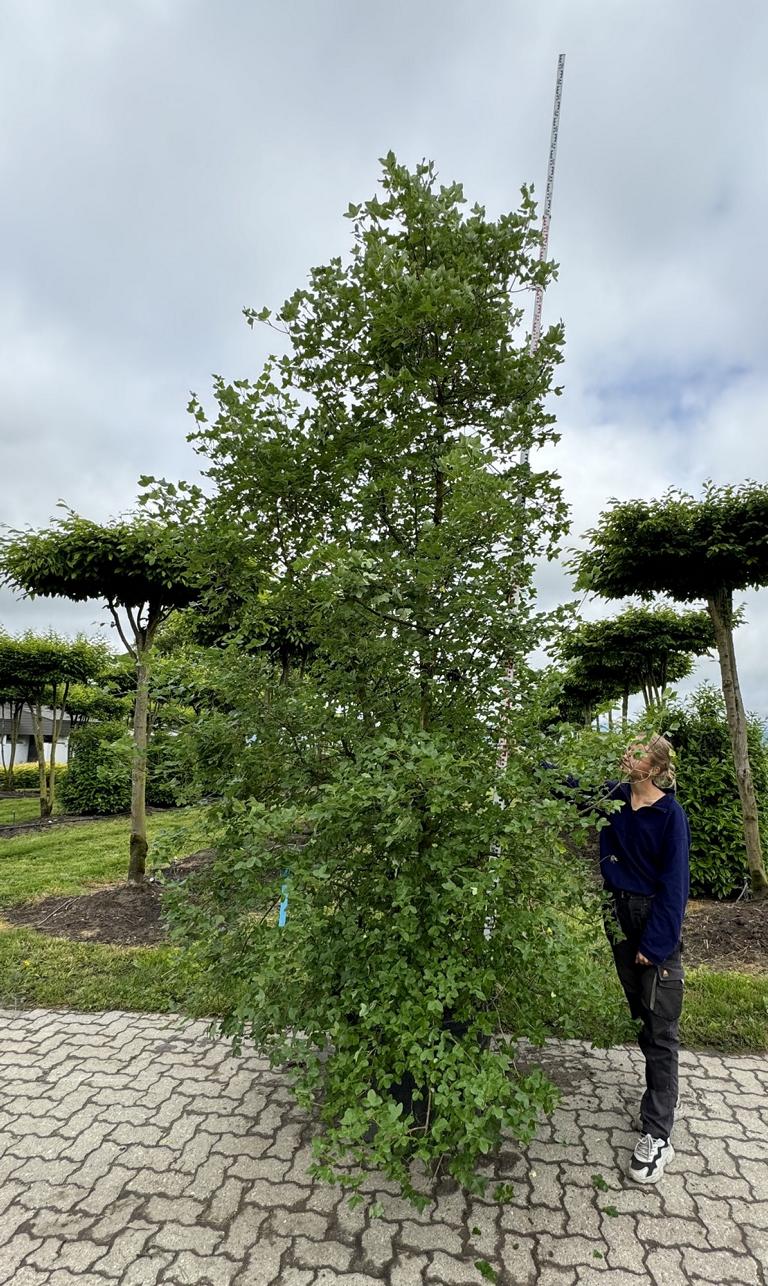 Acer monspessulanum