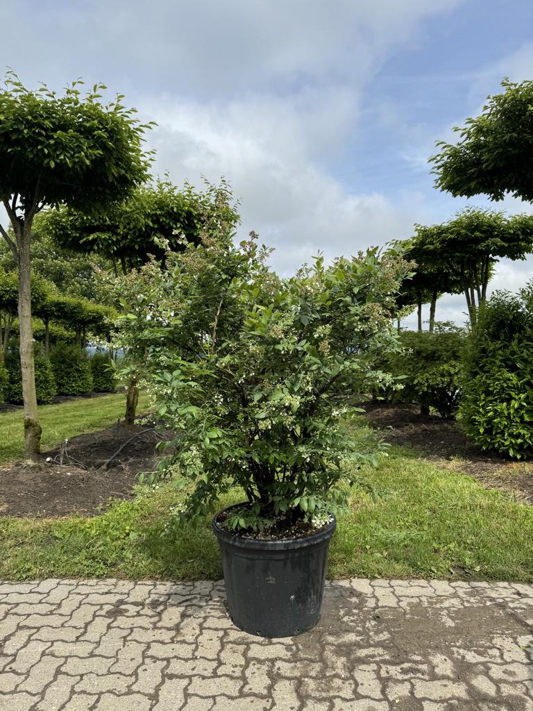 Vaccinium corymbosum