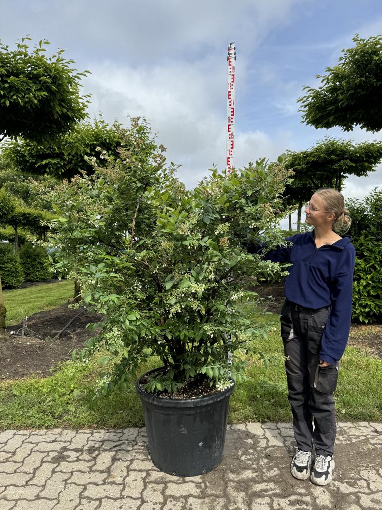 Vaccinium corymbosum