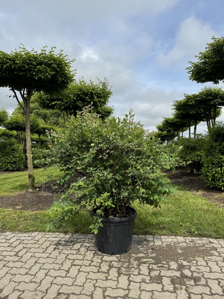 Vaccinium corymbosum
