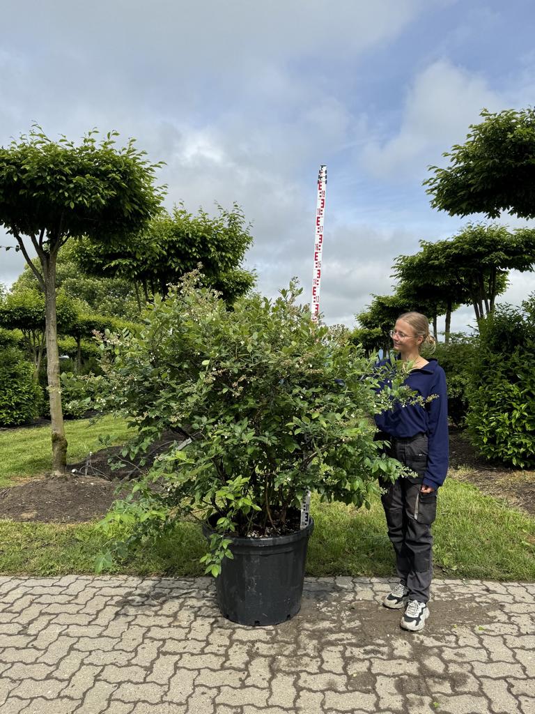 Vaccinium corymbosum