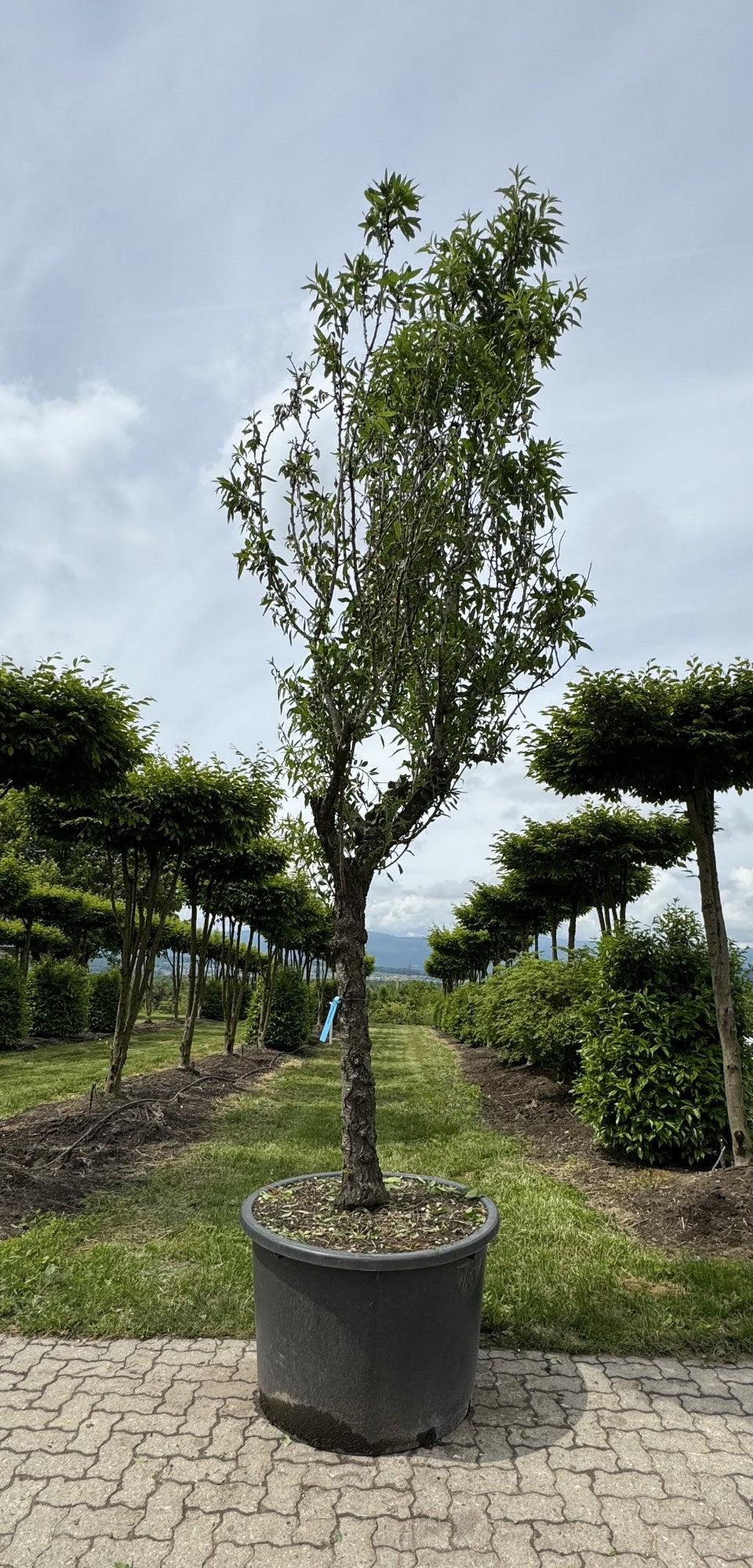 Prunus dulcis