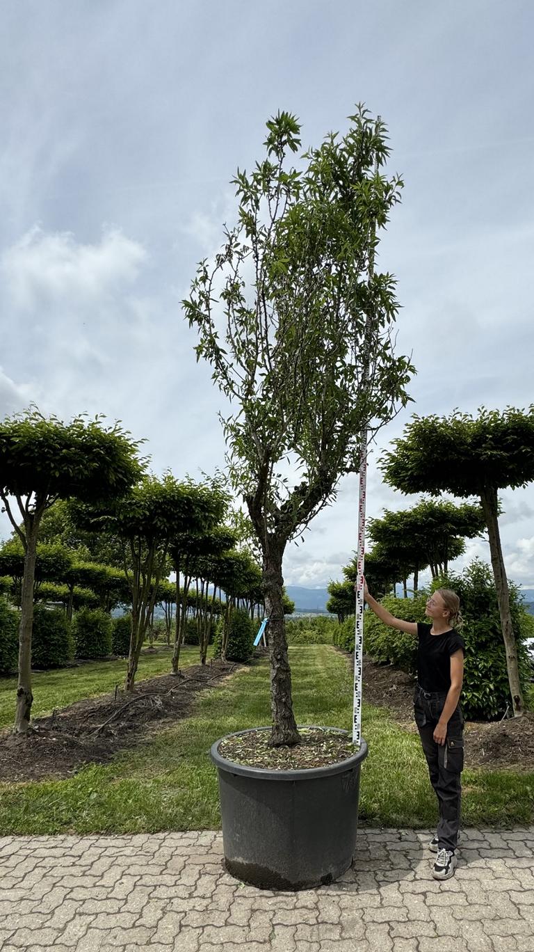 Prunus dulcis