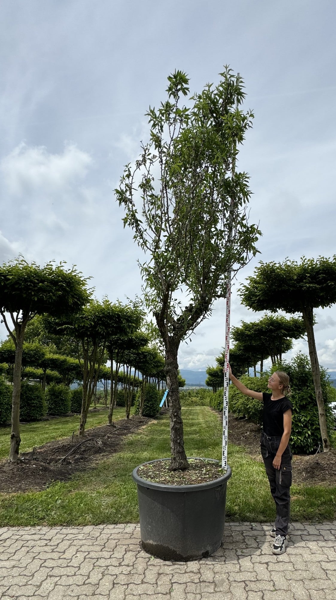 Prunus dulcis
