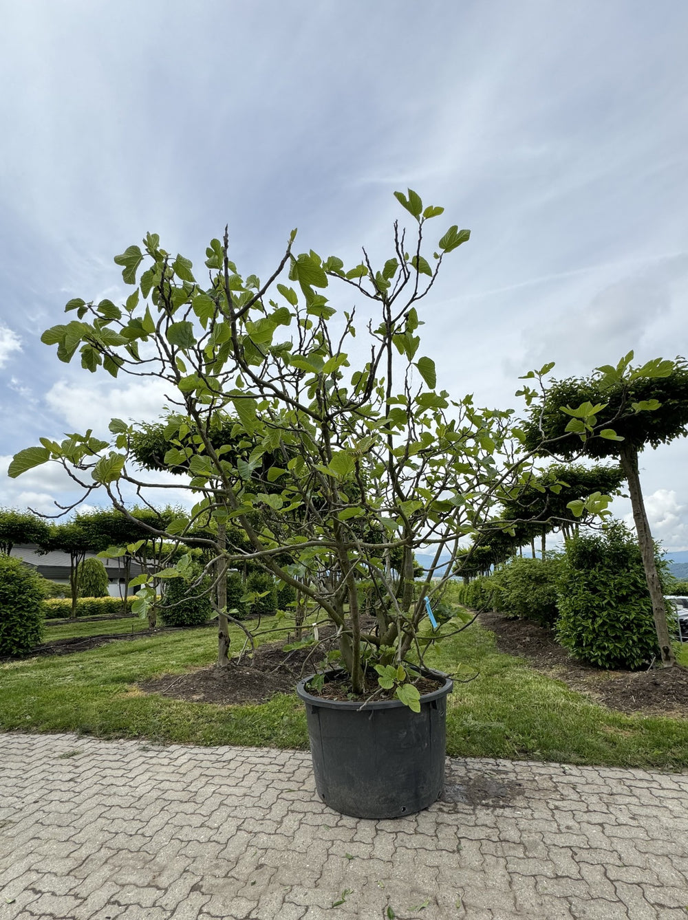 Ficus carica