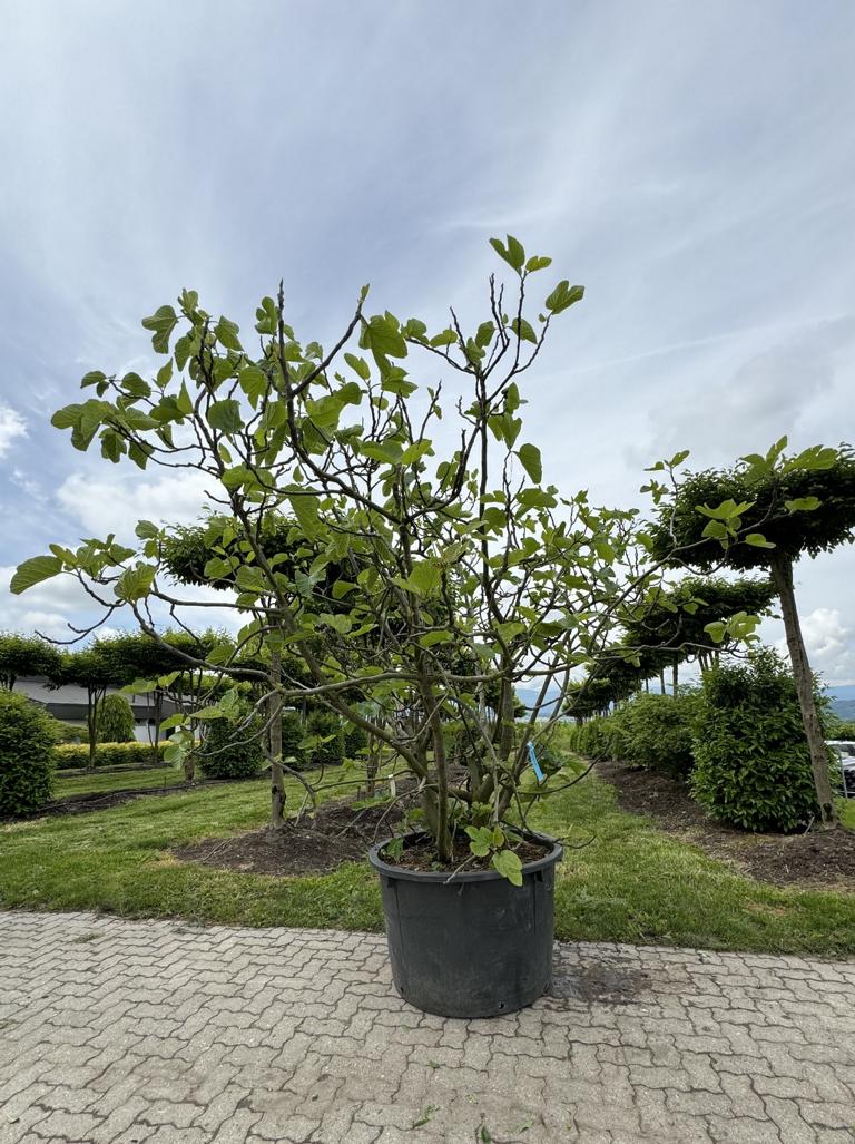 Ficus carica