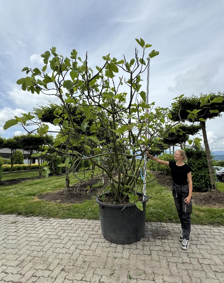 Ficus carica