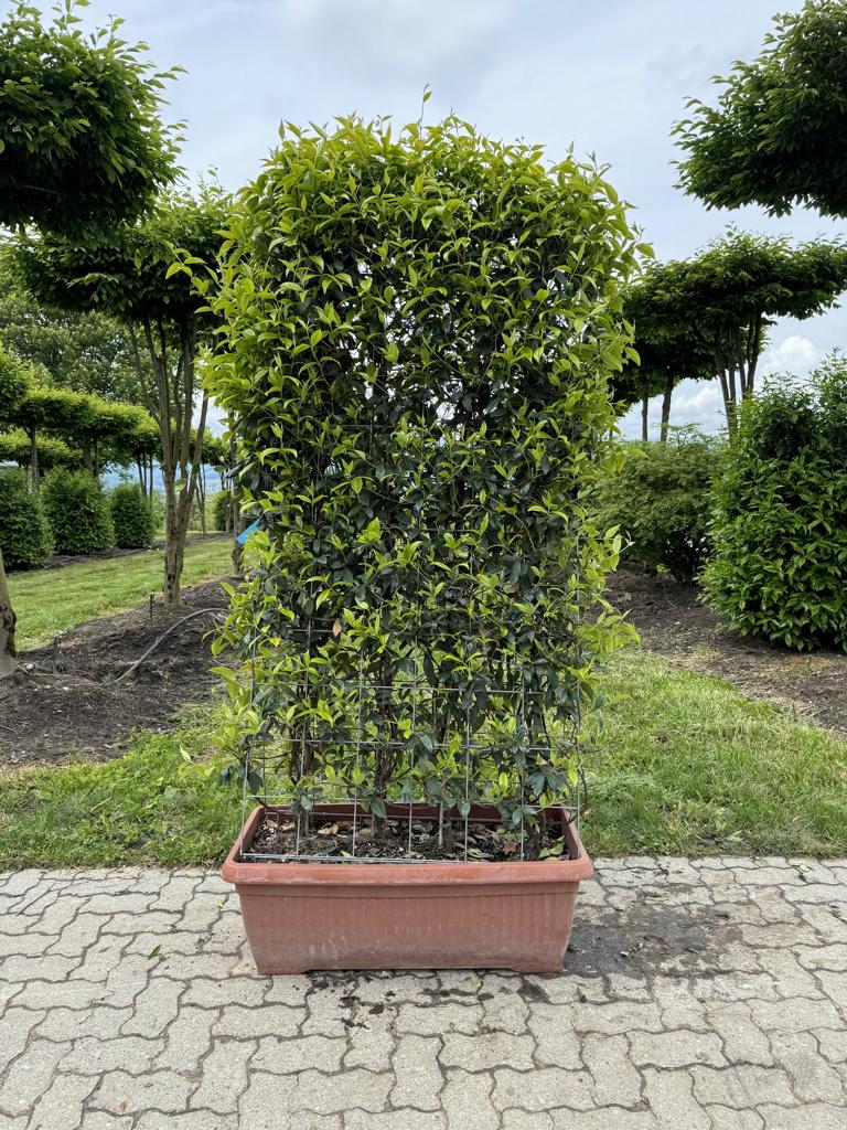 Trachelospermum jasminoides Heckenelement