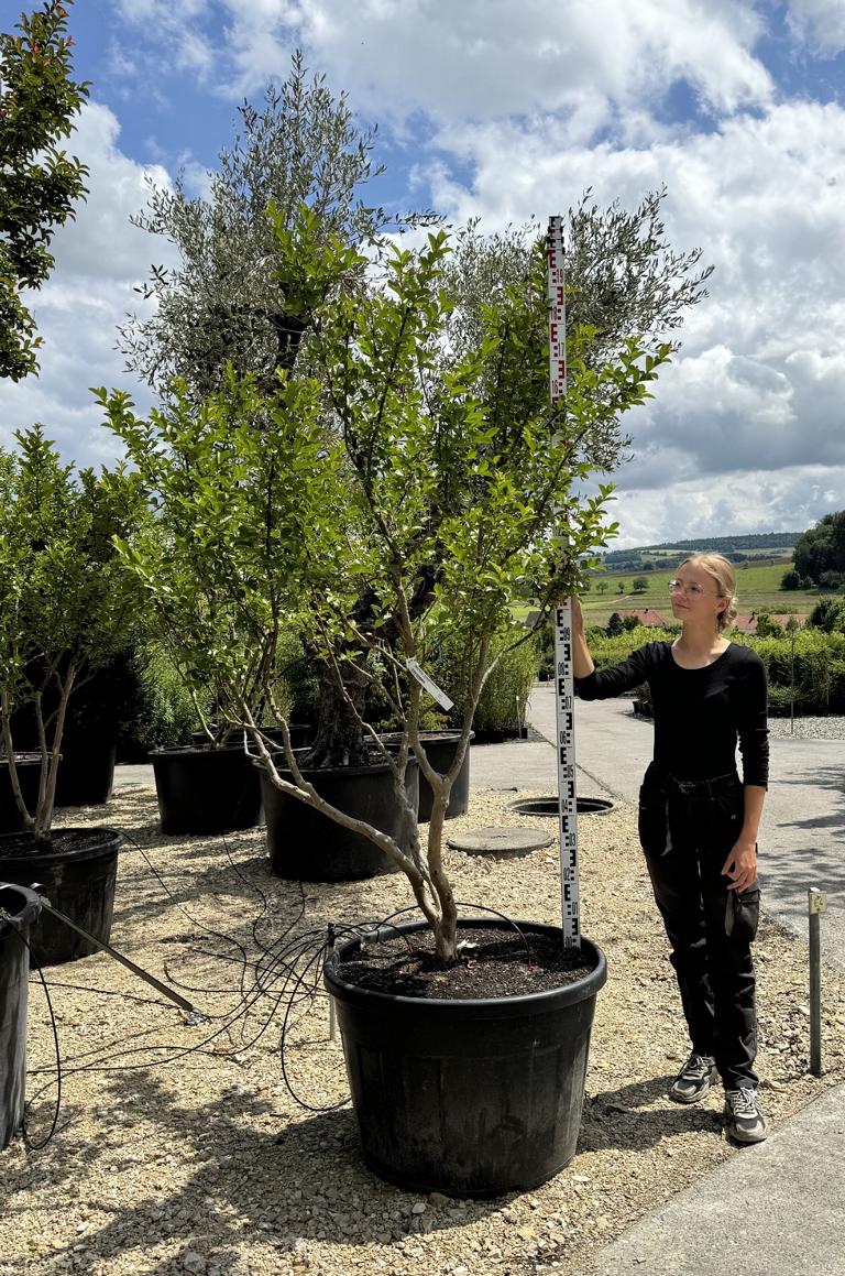 Lagerstroemia indica 'Jacqueline Desmartis'