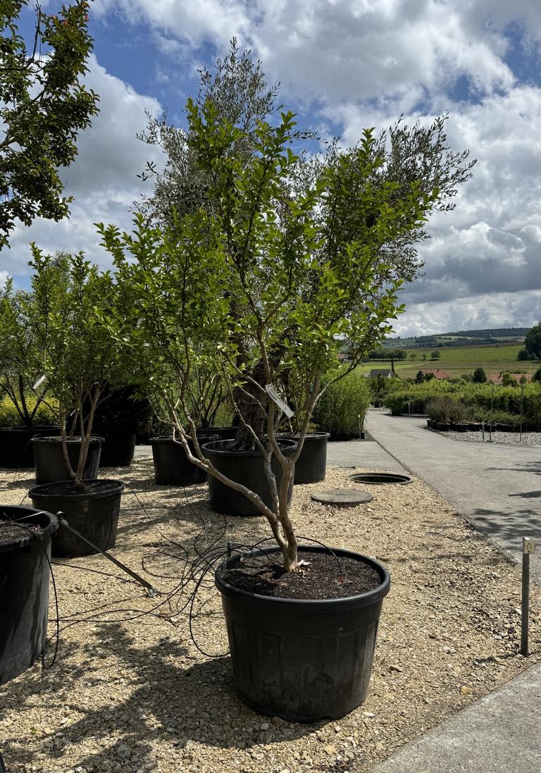 Lagerstroemia indica 'Jacqueline Desmartis'