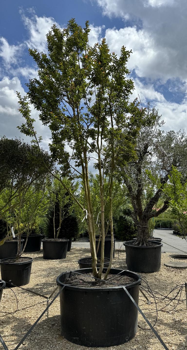 Lagerstroemia indica 'Carolina Beauty'