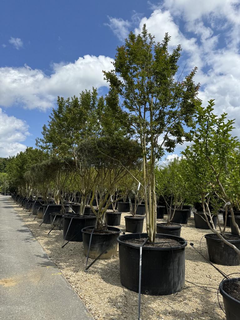 Lagerstroemia indica 'Carolina Beauty'