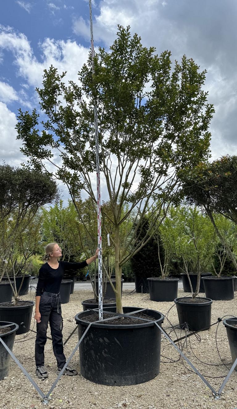 Lagerstroemia indica 'Maïte Red'