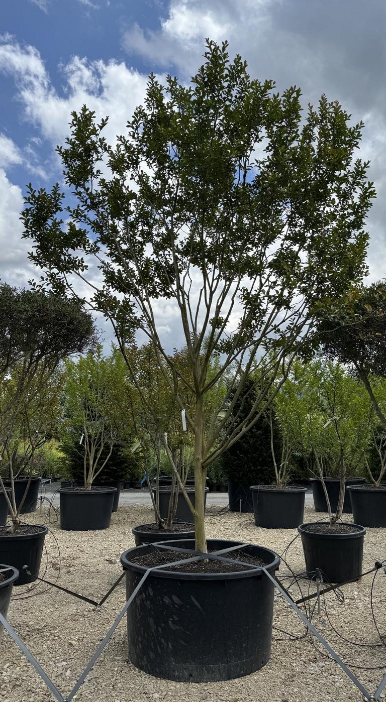 Lagerstroemia indica 'Maïte Red'