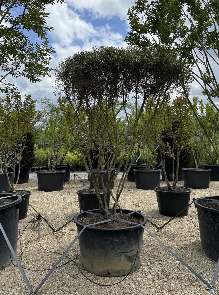 Phillyrea angustifolia Schirmform