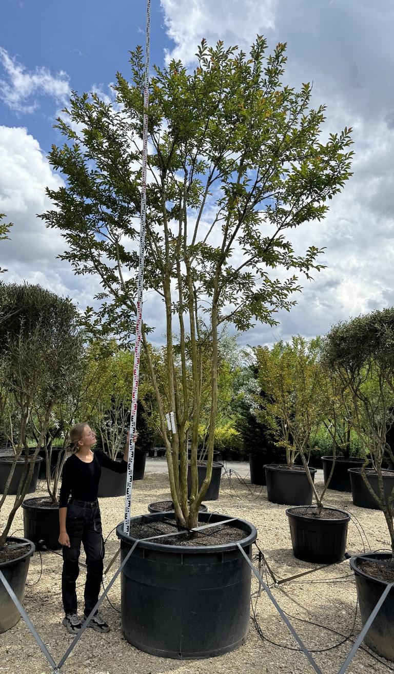Lagerstroemia 'Osage'