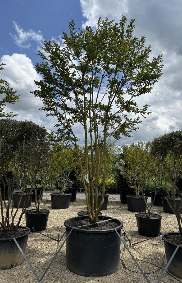 Lagerstroemia 'Osage'