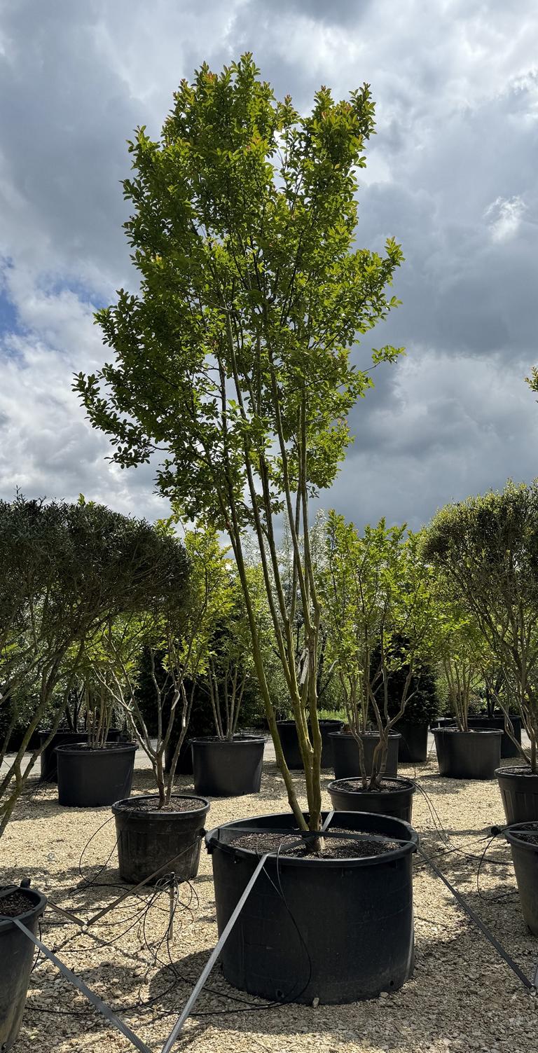 Lagerstroemia indica 'Petite Orchid'