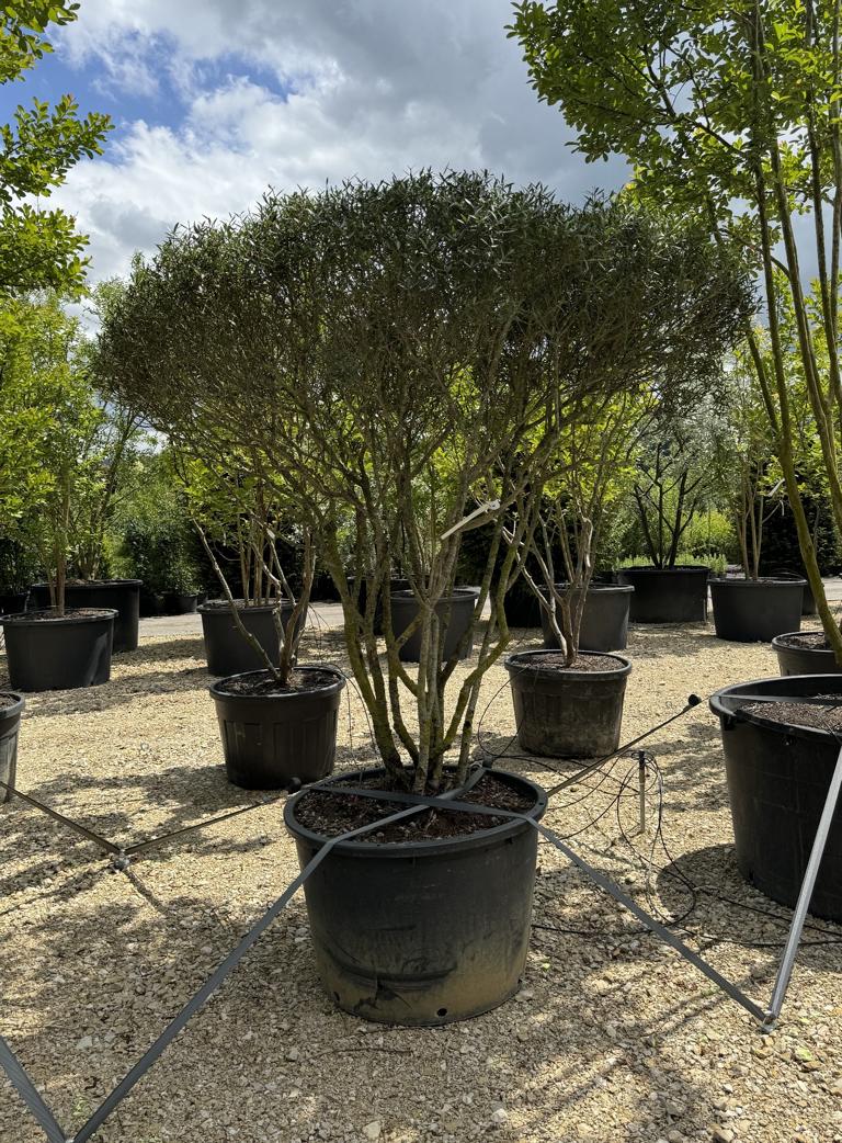 Phillyrea angustifolia Schirmform