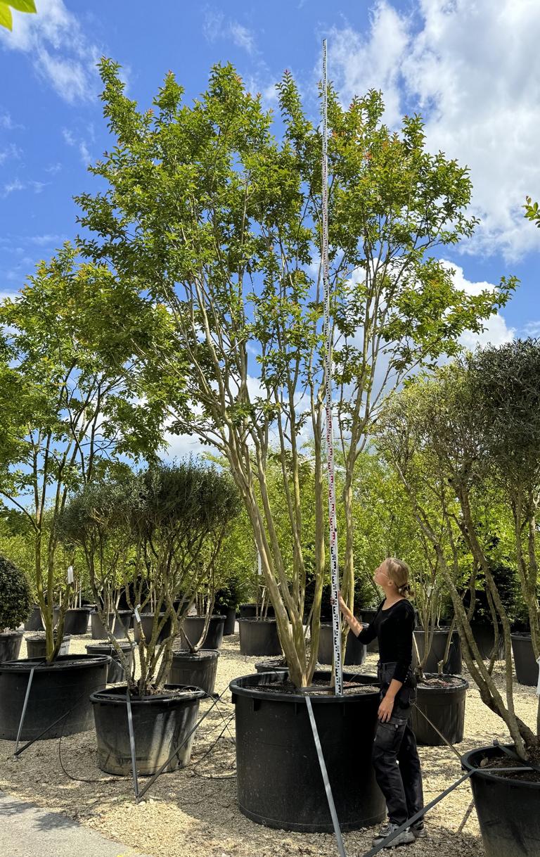 Lagerstroemia indica weiss