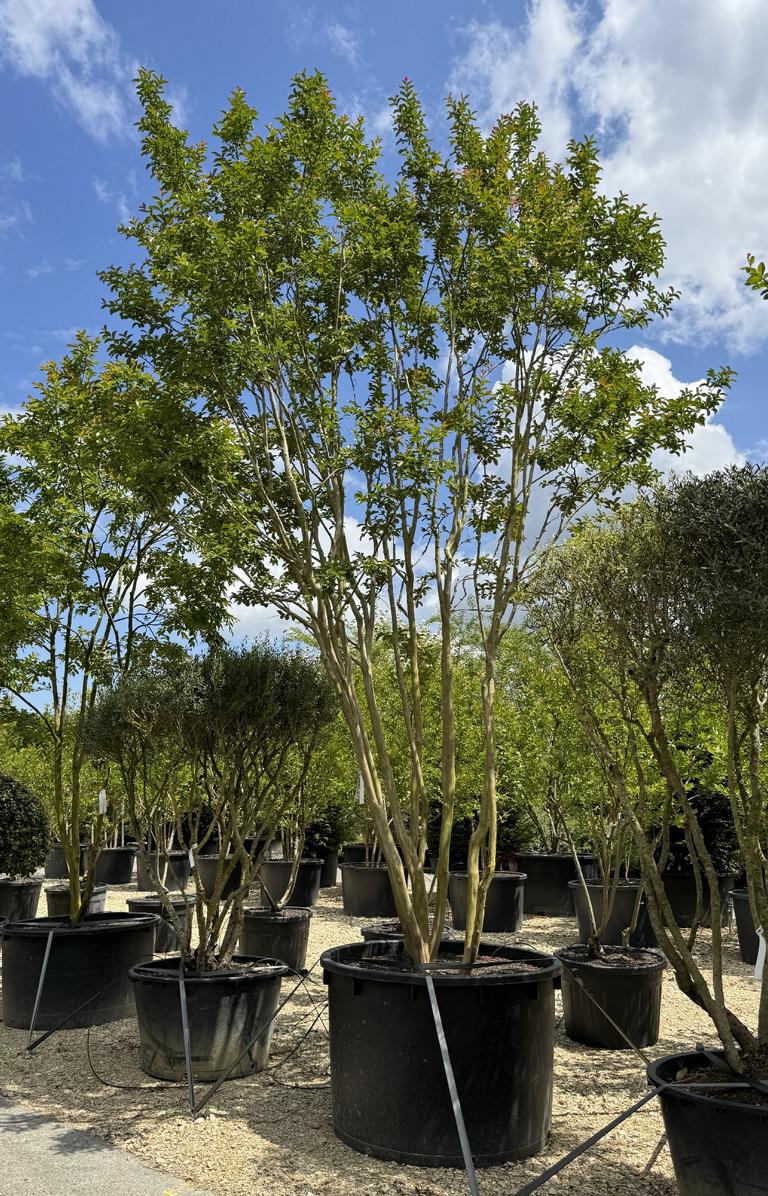 Lagerstroemia indica weiss