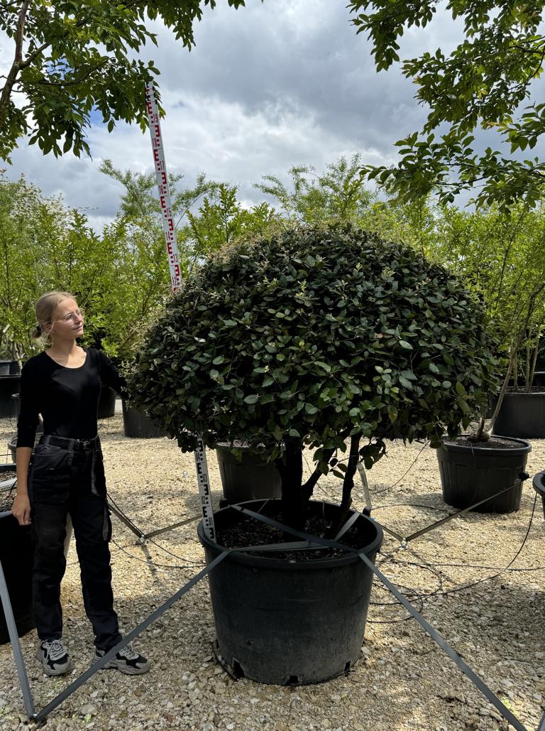 Quercus ilex dachförmig