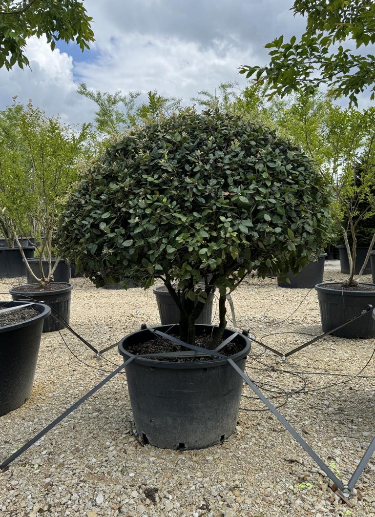 Quercus ilex dachförmig