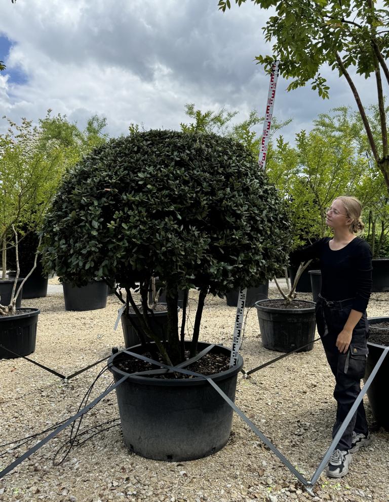 Quercus ilex dachförmig