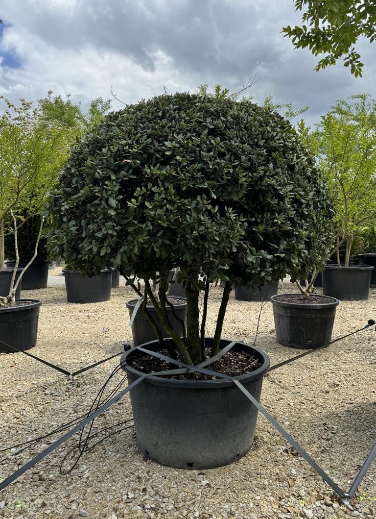 Quercus ilex dachförmig