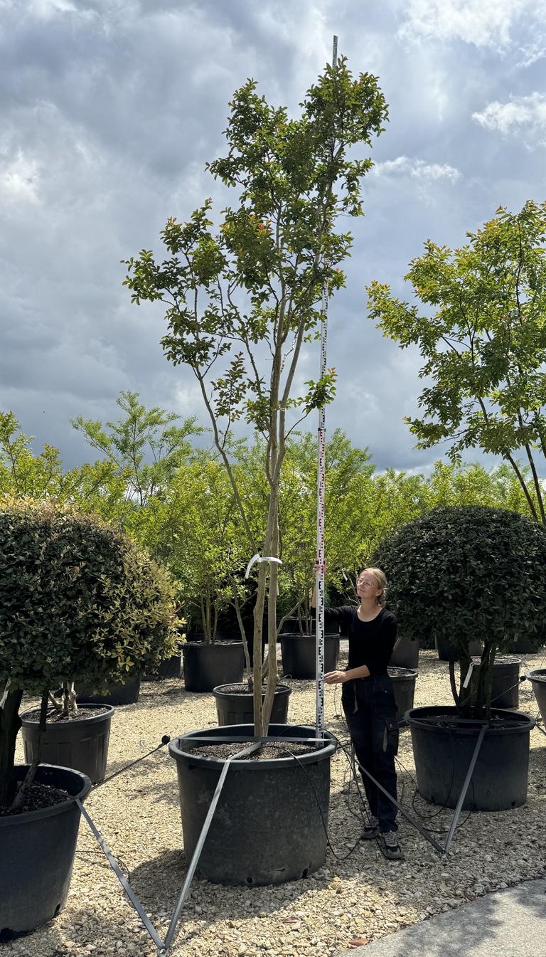 Lagerstroemia indica weiss