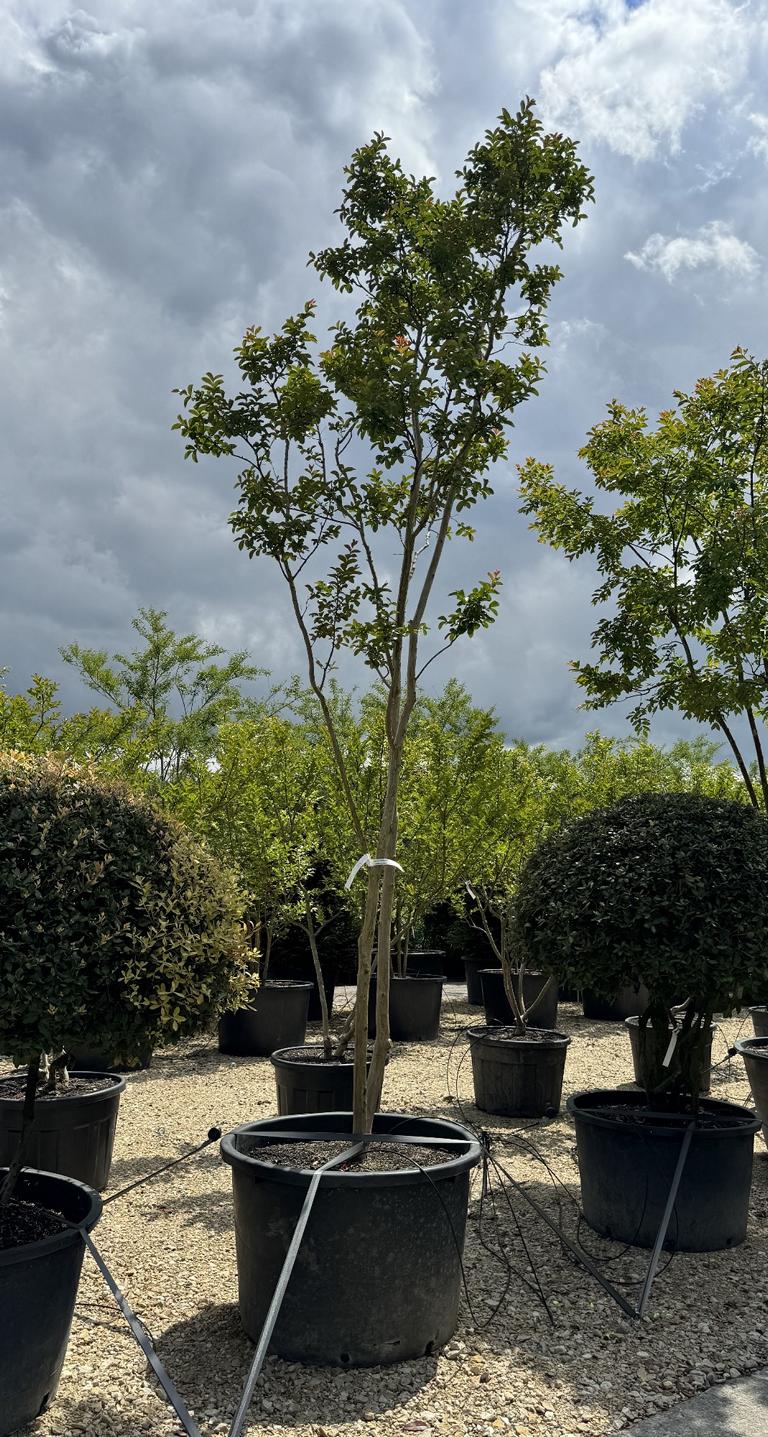 Lagerstroemia indica weiss