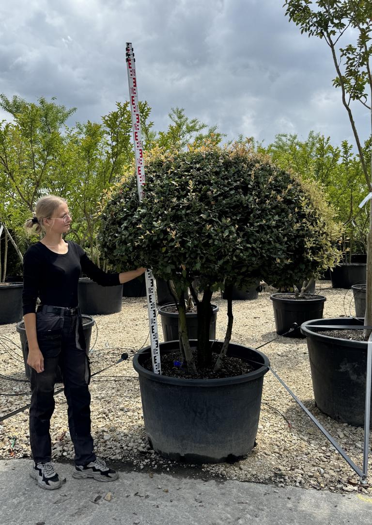 Quercus ilex dachförmig