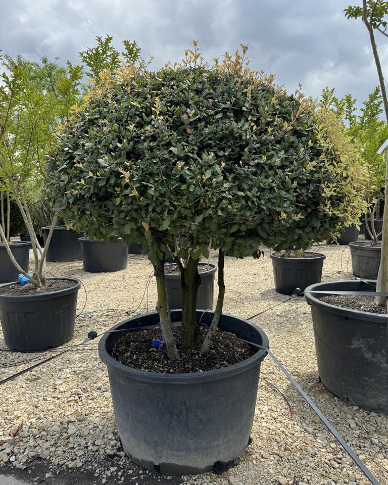 Quercus ilex dachförmig