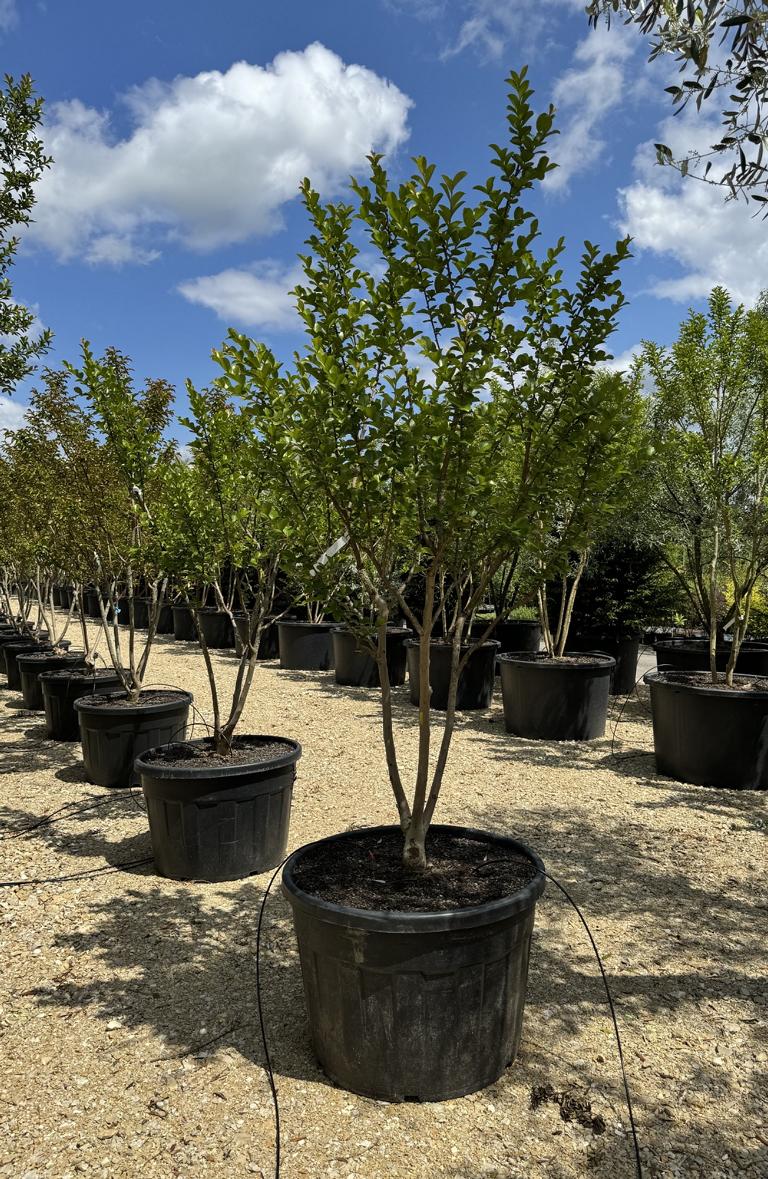 Lagerstroemia indica 'Jacqueline Desmartis'