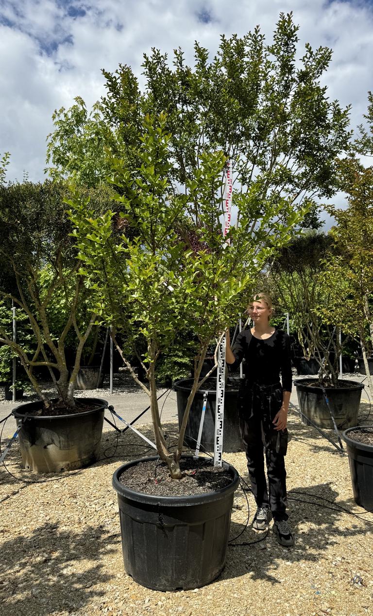 Lagerstroemia indica 'Jacqueline Desmartis'