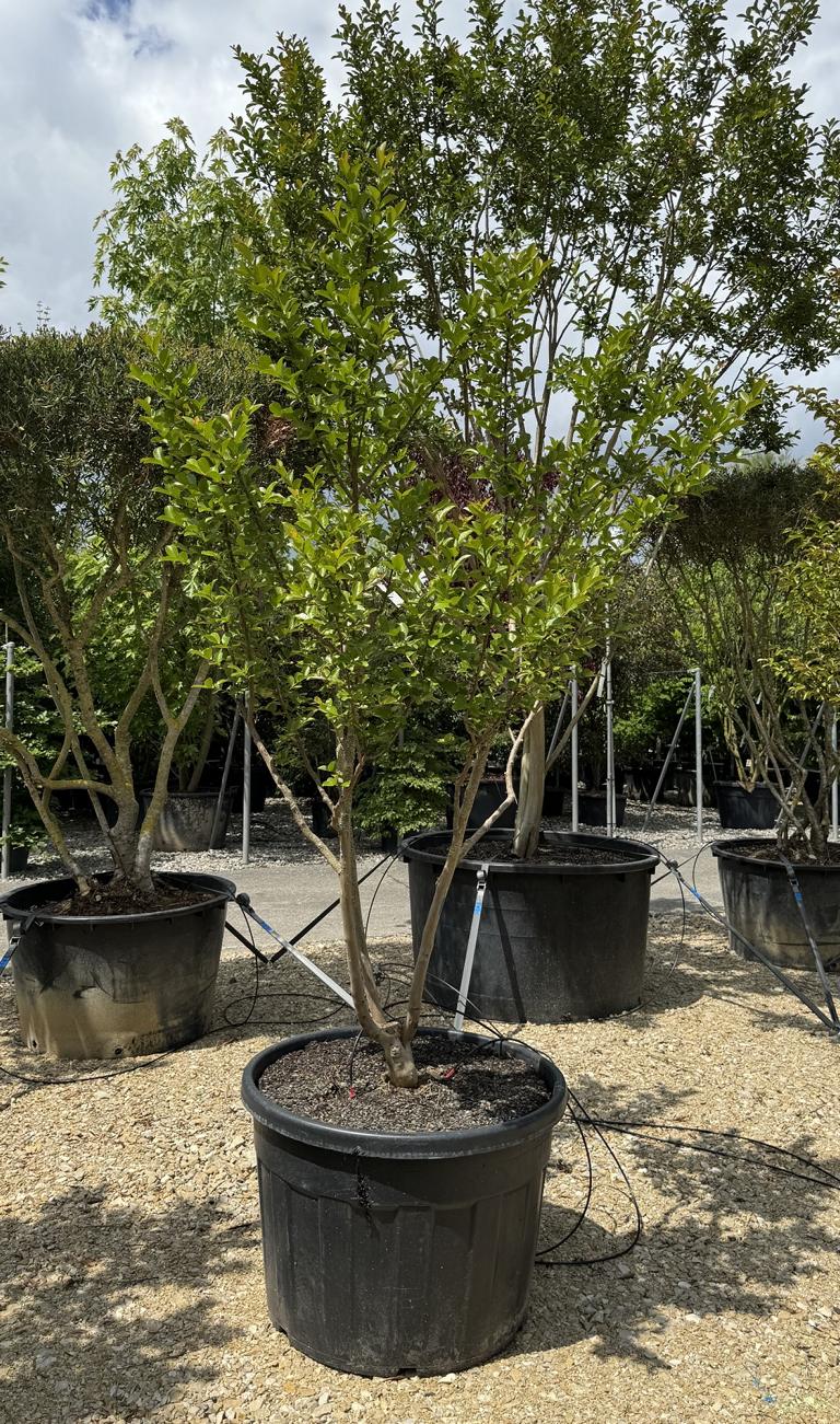 Lagerstroemia indica 'Jacqueline Desmartis'