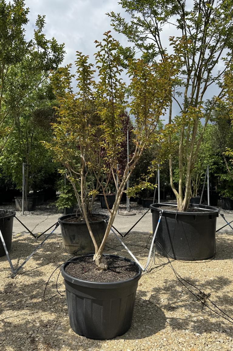Lagerstroemia indica 'Souvenir d'Andre Desmartis'