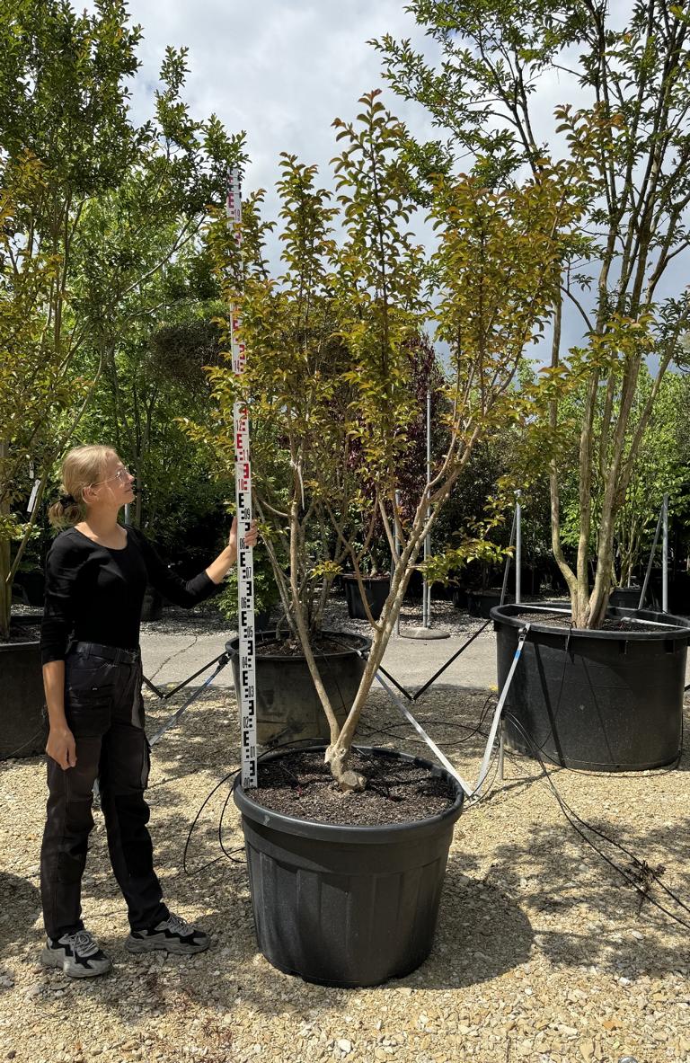 Lagerstroemia indica 'Souvenir d'Andre Desmartis'