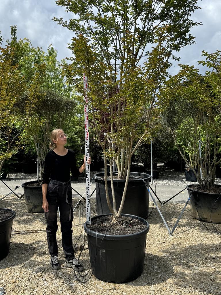 Lagerstroemia indica 'Souvenir d'Andre Desmartis'