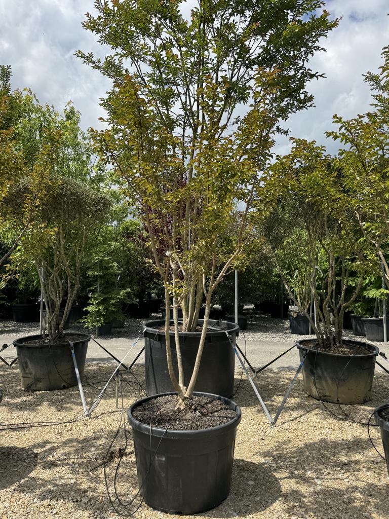 Lagerstroemia indica 'Souvenir d'Andre Desmartis'