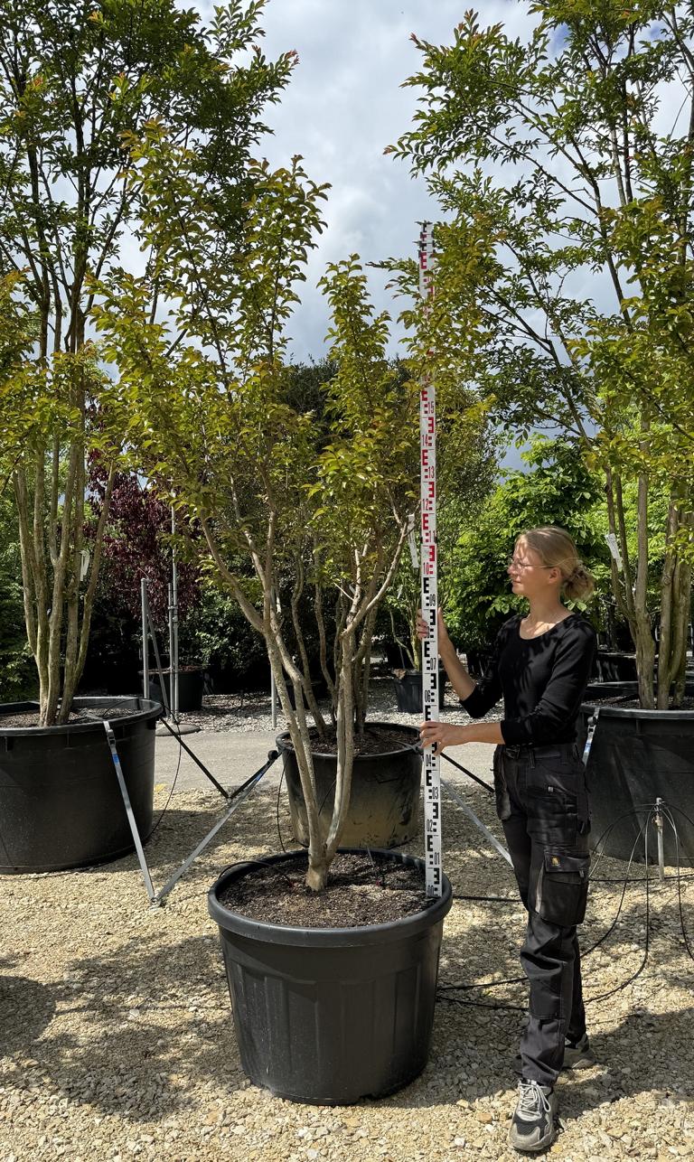 Lagerstroemia indica 'Souvenir d'Andre Desmartis'