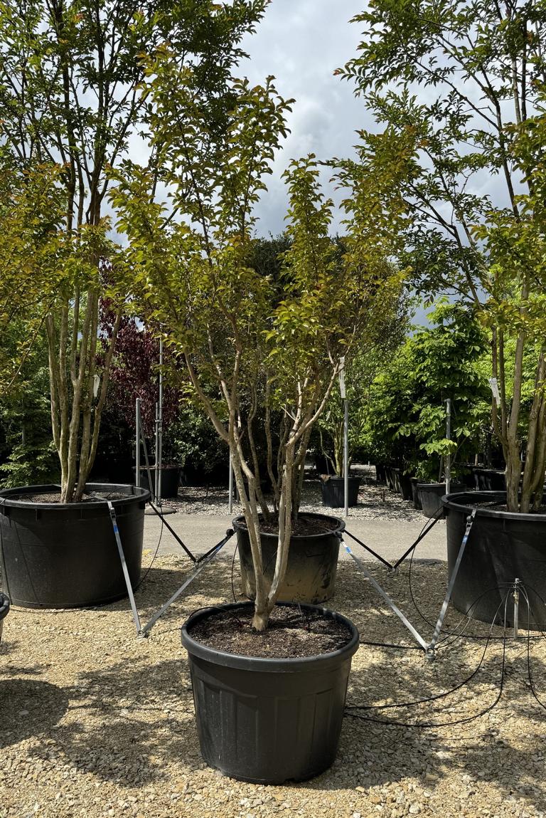 Lagerstroemia indica 'Souvenir d'Andre Desmartis'